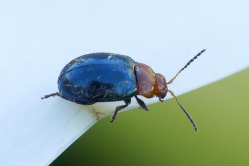 Podagrica fuscipes